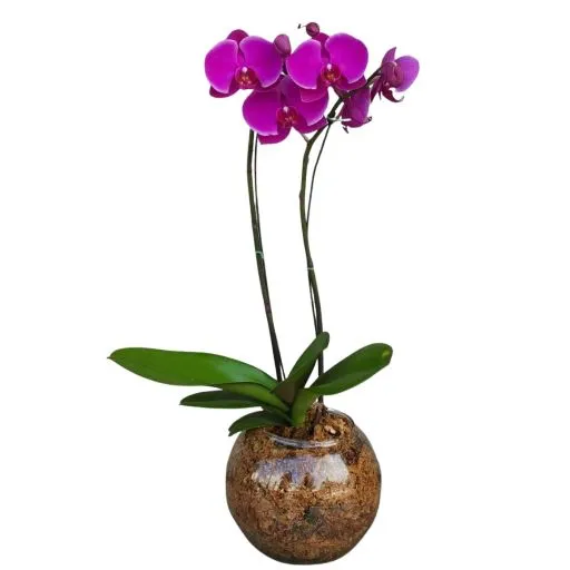 ORQUIDEA PHALEANOPSIS PECERA II